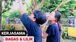 KISAH SI KEMBAR BAGAS & LILIK CARI JAMBU - #sjkvlog