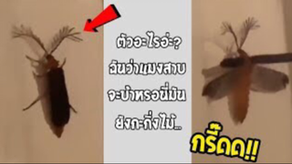 รวมคลิปตลกๆ : นี่มันเเมลงสาปพันธุ์อะไรเนี่ย!!?