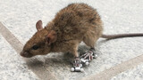 Binatang|Memakaikan Sepatu Papan Luncur pada Tikus