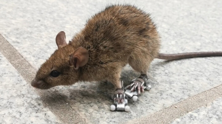Animal|Put Skateboard Shoes on Mouse