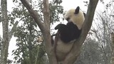 大熊猫饲养员有多卑微：少爷，求求你，下来喝一口奶叭！