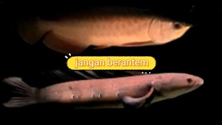 persabatan chana maru,arowarna dan peacock bass dalam satu aquarium