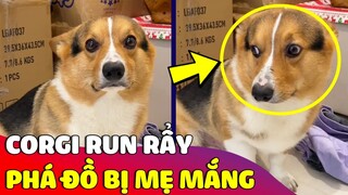 Cười xỉu bé Corgi 'RUN RẨY' sợ tái mặt khi 'PHÁ ĐỒ' bị Sen bắt quả tang 😅 Gâu Đần