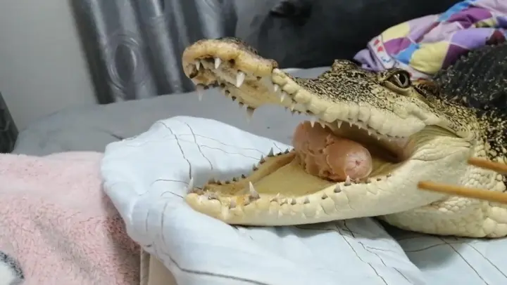 [Animal] Crocodile's Giant Bite!