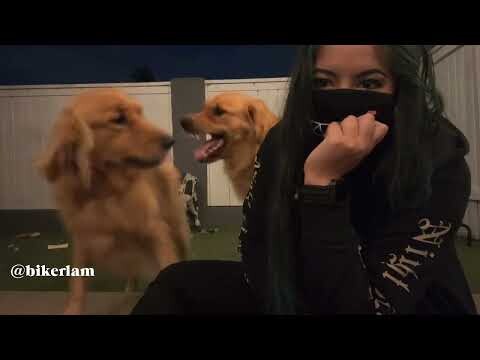 BL’s Vlog: Golden Retriever Burps In My Face