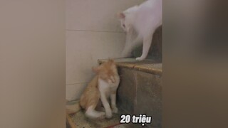 Dám lấy tiền mua pate cho gái, hở hở? cat  mèo fyb xuhuong trending j4fun