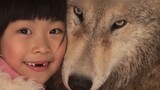The girl treats the wolf as a pet, and the dog grows up to suckle the wolf and become a husky