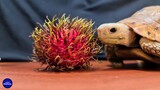 [Pets] Turtle Eating Lychee