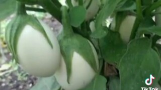 EGG PLANT LEGIT!