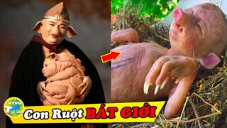 Trư Bát Giới Bất Ngờ Đầu Thai-7 Nhân Vật Thần Thoại Trong Phim Xuất Hiện Ngoài Đời Thực