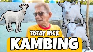 TATAY RICK :KAMBING