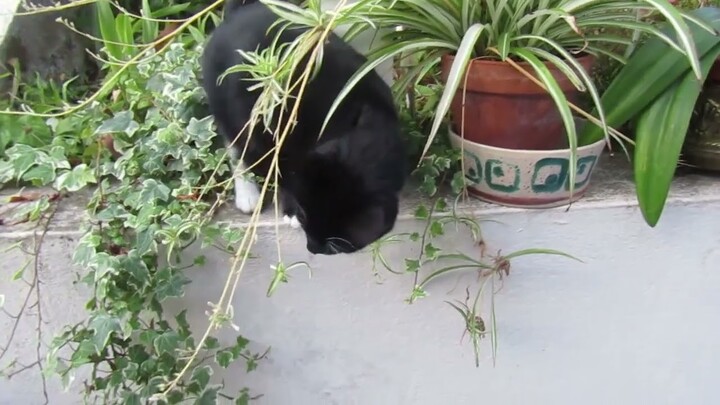 Aye The Tuxedo Cat discovering another garden #catsofyoutube #tuxedocat #catlover #champagne #cat