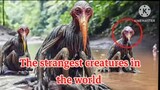 The strangest creatures in the world