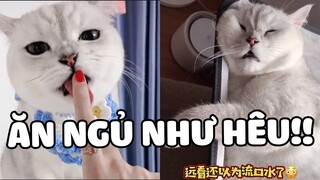 MAO TỬ | Cái nết ngủ HÁ MỎ không lẫn đi đâu được 🤣 | Pets TV