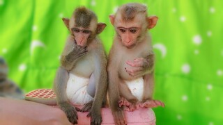 Very Manners & Patiently Girls!! Wow, Little Toto and Yaya waiting for milk very well attitude