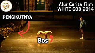 KETIKA SEEKOR 4NJING MENJADI BOS UNTUK 4NJING LAINNYA - Alur Cerita Film WHITE GOD 2014