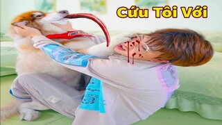 Thú Cưng TV | Ngáo Husky Troll Bố Dương KC #49 | chó thông minh vui nhộn | funny cute smart dog Pets