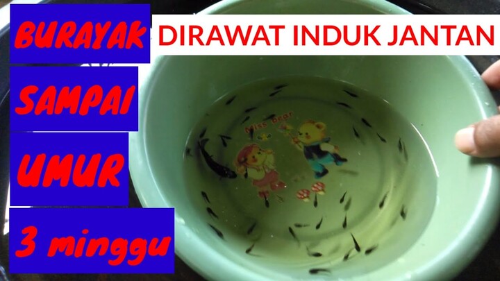 Cupang Jantan Merawat Burayak Sampai Burayak Umur 3 Minggu