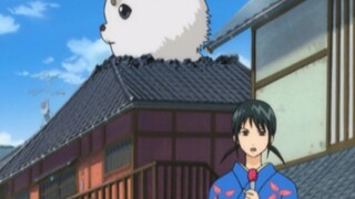 Gintama, phóng viên xui xẻo nhất đã dám phỏng vấn bộ ba Gintoki.