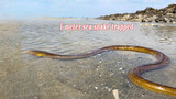 Bắt rắn biển dài 1 m sau thủy triều