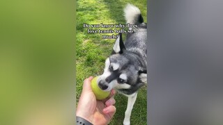 Who else has a dog that lives for tennis balls 🎾 (and has about 100 🎾🎾🎾)? LearnOnTikTok dogfacts