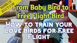 From Baby bird to Free Flight bird, How to train your Lovebirds for Free flight, African Lovebirds