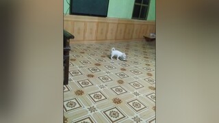 Bo khó tính...cunyeucuadua yeucho yeuchomeo cún cúncon chó chómèo chócon chókhôn yeuchomeo chócute pet dog dogsoftiktok doggo