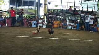 d manlang naka sugat sa manok namen.57k parada