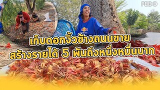 ชาวบ้านเก็บดอกงิ้วข้างถนนขาย สร้างรายได้ 5 พันถึงหนึ่งหมื่นบาท : FEED