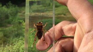 [DIY]Membuat Spesimen Gryllotalpa spps. di Epoxy Resin