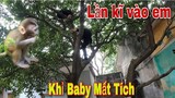 Khỉ Baby Của Sư Phụ Săn Bắt Ẩm Thực Vùng Cao Mất Tích Và Cái Kết Trèo Đỉnh Ngọn Cây