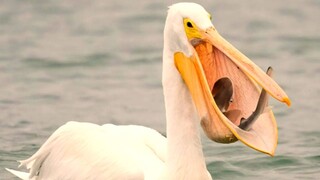 Horrible This Pelican Swallow A Shark In Seconds.