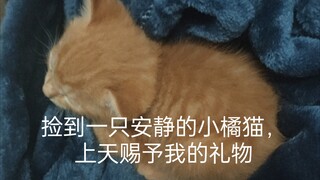 捡到猫了😭！一只安静的小橘猫，上天赐予我的礼物