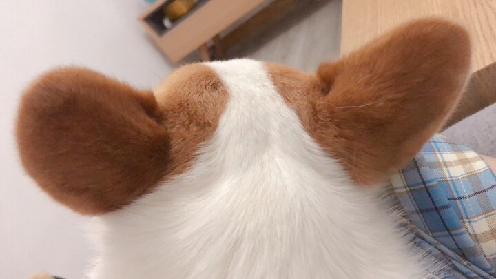 [Động vật]Nghịch tai chú chó corgi đáng yêu