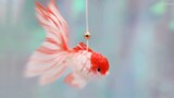 [Handmade tutorial] Make a goldfish lamp from a piece of toilet paper