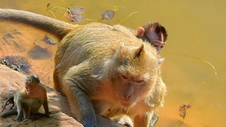 OMG MONKEY BRINGS HER BABY GO TO DRINK WATER, ADORABLE BABY MONKEY CATCH HER MOM'S BACK, MK 03