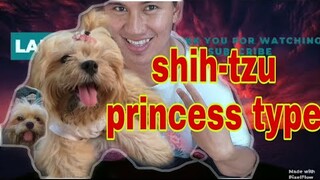 SHIH-TZU  CHECHE  |  DOG LOVER