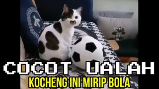 KOCHENG INI MIRIP BOLA ❗❗ | CHOCHOT UALAH 92