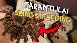 Vlog #01 Tarantula Slings Feeding,. Brachypelma Albopilosum slings
