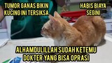Alhamdulillah Kucing Liar Yang Kena Tumor Ganas Akhirnya Menemukan Dokter Yang Bisa Di Opras.!