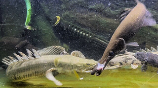 [Animal] Ancient Fish | Scrambling for Food