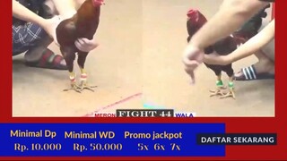 SNIPLAY88 sabung ayam online