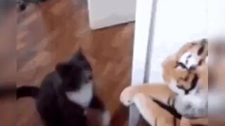Different types of neko
