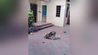 Mệt ghê luôn...cunyeucuadua yeucho yeuchomeo cún cúncon chó chómèo chócon chókhôn yeuchomeo chócute pet dog dogsoftiktok