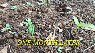 one month old garden at manaka ozamiz city by jomar basibasi