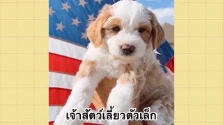 เพื่อนตัวน้อยแสนซน : เจ้าสัตว์เลี้ยงตัวเล็ก