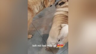 giận rung (lắc) mình 😂 giận bỏ ăn 😅 chó chó_cưng chócute pug pugs chómèo chó_ngáo chó_pug chó_pug_mặt_xệ pugdog pugdogs pugdog❤️ pugdoglover dog dogs