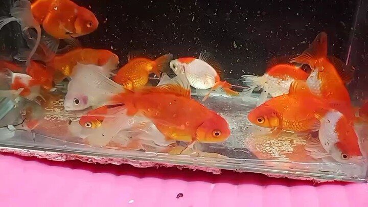 pearl scale cross  breed red cap oranda