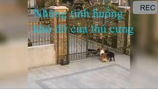 Những tình huống khó đỡ của thú cưng P1