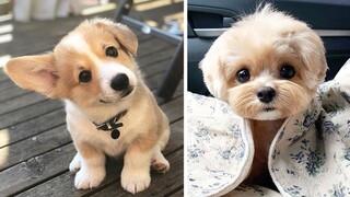 Cute Puppies Doing Funny Things, Cutest Puppies in the Worlds 2020 ♥   Cutest Dogs